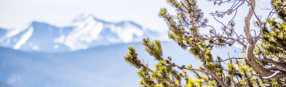 closeup of tree with Colorado Springs mountain in background